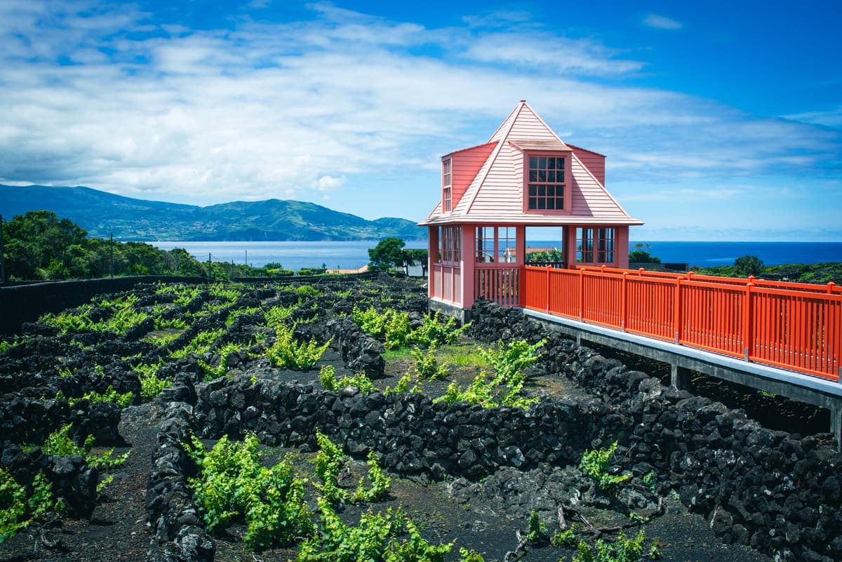 Vignobles sur lave de l'île de Pico