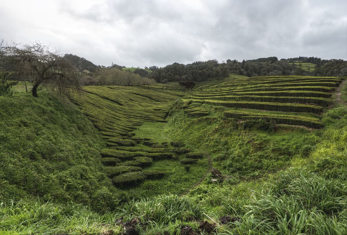 Plantation de thé Gorreana, sur l'île de São Miguel