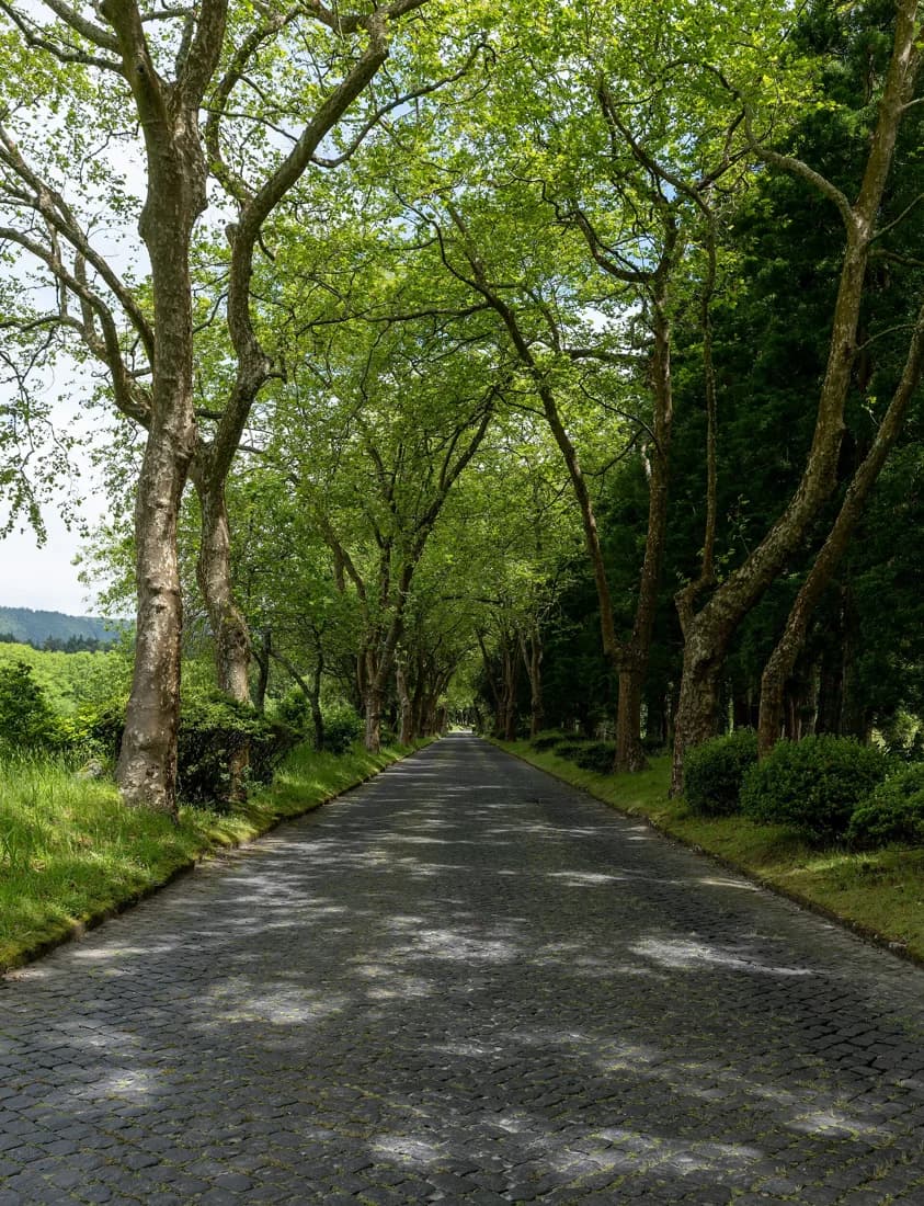 Allée pavée bordée de platanes dans la commune de Povoação