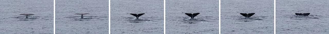Observation des baleines aux Açores