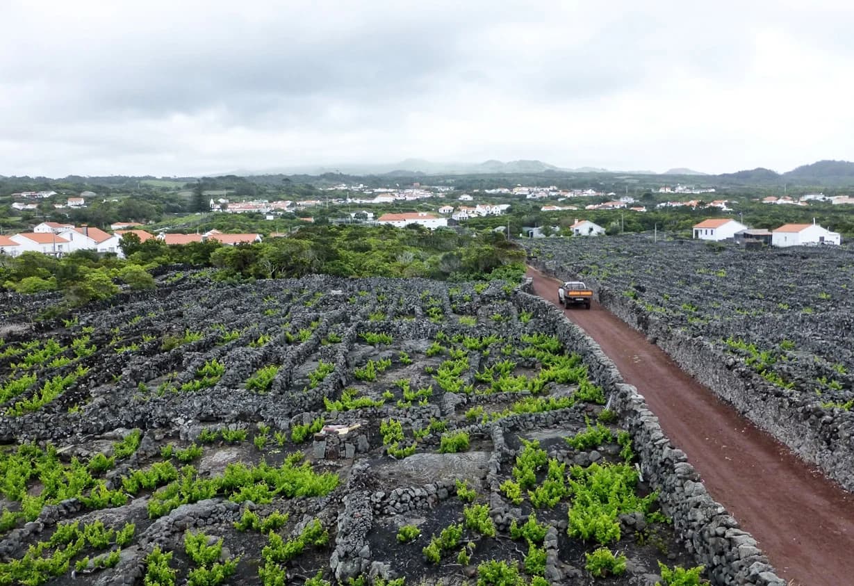 Vignes de l’île de Pico