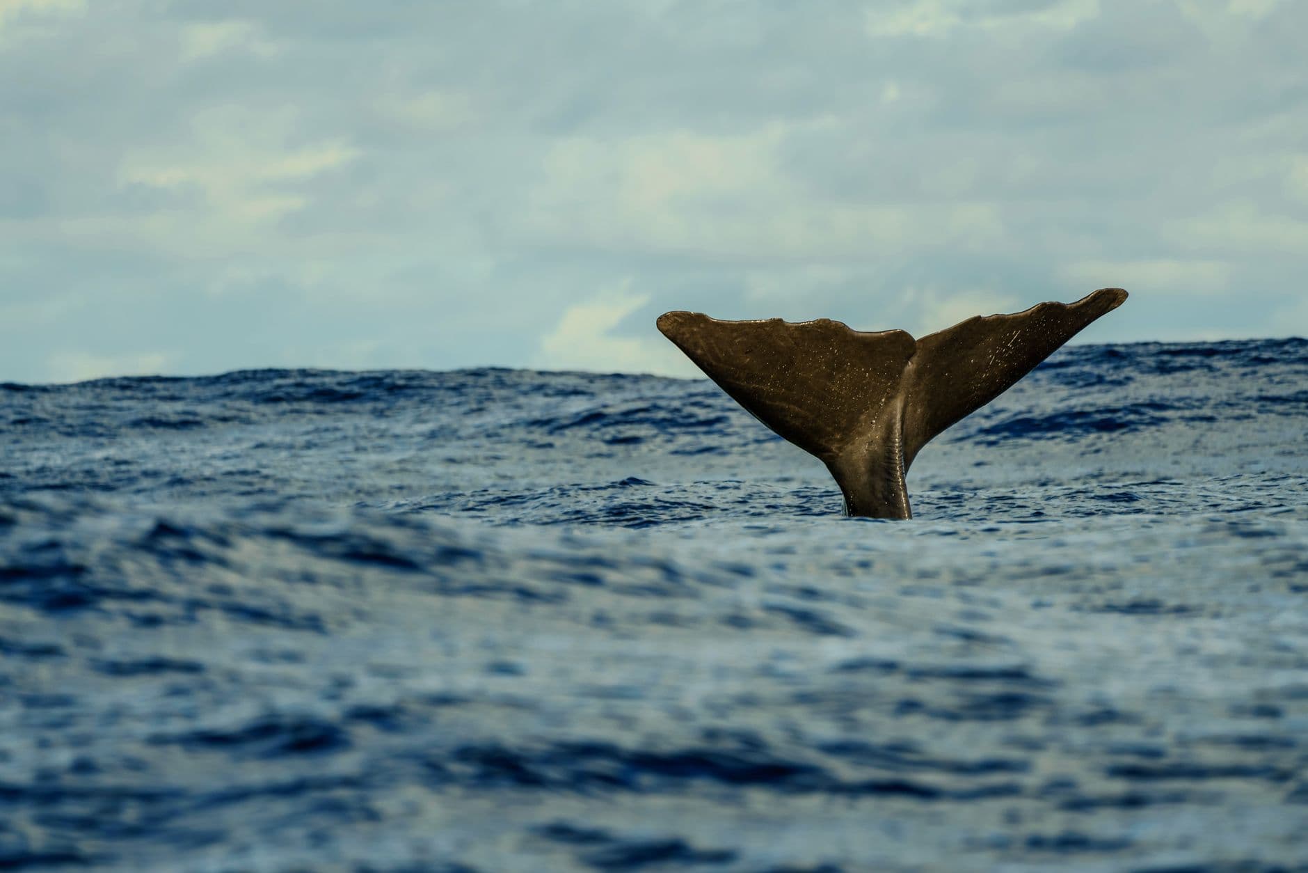 Queue de cachalot plongeant dans l'océan Atlantique au large des Açores