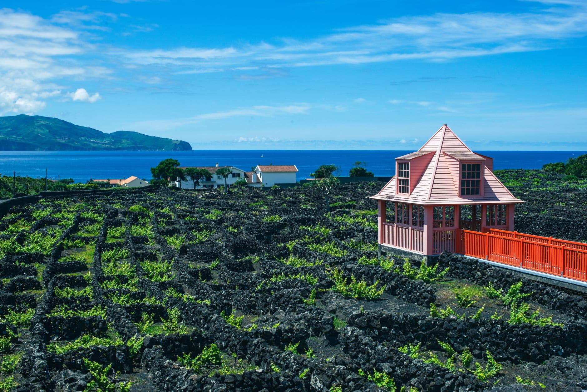 Vignes en currais de pierre volcanique noire face à l'océan sur l'île de Pico